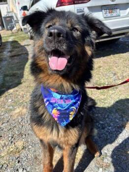 Mixed Breed Dogs Available for Adoption in Chamblee, Georgia - Wuffy- IN FOSTER | PetCurious