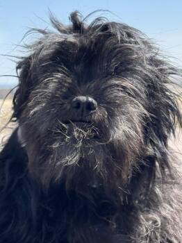 Shih Tzu Dogs Available for Adoption in Littleton, Colorado - Kirby | PetCurious