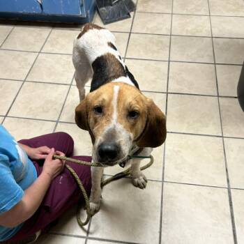 Jax -  Treeing Walker Coonhound Dog for Adoption in Newport, North Carolina - Jax | PetCurious
