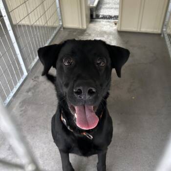 Cole -  Black Labrador Retriever Dog for Adoption in Moravia, New York - Cole | PetCurious
