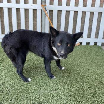 A613498 -  Australian Kelpie and Border Collie Dog for Adoption in Modesto, California - A613498 | PetCurious