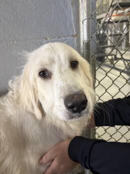 Erling -  Great Pyrenees and Labradoodle Dog for Adoption in Ashland, Virginia - Erling | PetCurious