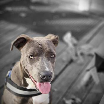 Maverick -  Pit Bull Terrier Dog for Adoption in Delphi, Indiana - Maverick | PetCurious