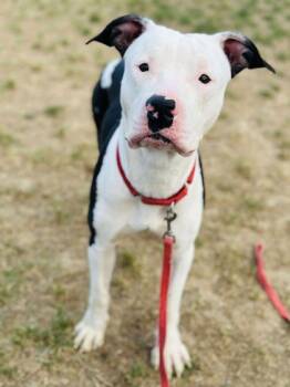 Rescue Mixed Breed Dogs for Adoption in West Chester, Pennsylvania - Perrio | PetCurious