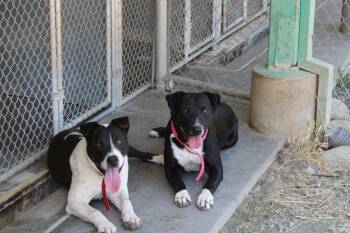 Rescue Pit Bull Terrier Dogs for Adoption in Weaverville, California - Sandy | PetCurious