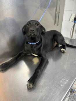 Mixed Breed Dogs Available for Adoption in West Chester, Pennsylvania - Blush - D330-26 | PetCurious