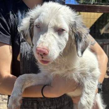 Echo -  Australian Shepherd Dog Available for Adoption in Sonoma, California - Echo | PetCurious