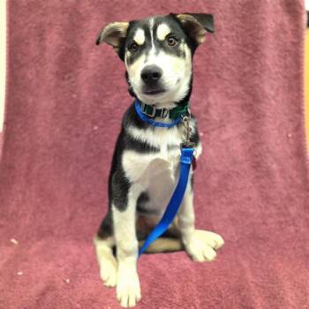 BLASTER -  Siberian Husky Dog for Adoption in Long Beach, California - BLASTER | PetCurious