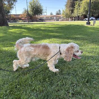Marley -  Cavalier King Charles Spaniel Dog for Adoption in Reedley, California - Marley | PetCurious