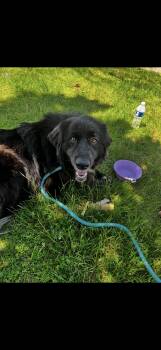 Molly -  Newfoundland Dog Dog for Adoption in Saratoga Springs, New York - Molly | PetCurious