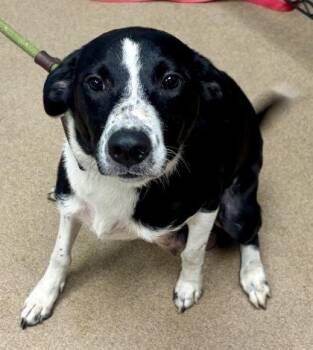 Leondra -  Mixed Breed Dog for Adoption in Chamblee, Georgia - Leondra | PetCurious