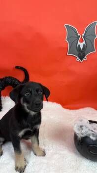 Jinx -  Shepherd and Pit Bull Terrier Dog for Adoption in Phoenix, Arizona - Jinx | PetCurious
