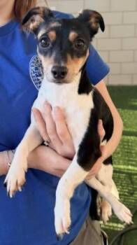 Pixie -  Jack Russell Terrier Dog for Adoption in Murphy, Texas - Pixie | PetCurious