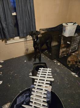 Great Dane and Mixed Breed Dogs Available for Adoption in Shiloh, Illinois - Marlowe | PetCurious