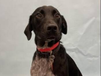 Stella -  Labrador Retriever and Australian Cattle Dog Blue Heeler Dog for Adoption in Golden Valley, Minnesota - Stella | PetCurious