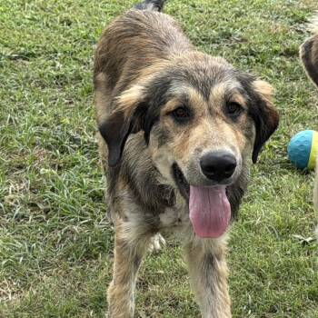 Mellie -  Great Pyrenees Dog for Adoption in Madison, Wisconsin - Mellie | PetCurious