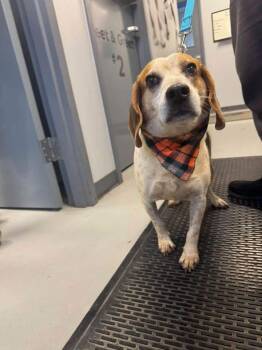 Mater -  Beagle Dog for Adoption in Zanesville, Ohio - Mater | PetCurious