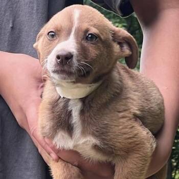 Pit Bull Terrier Dogs Available for Adoption in Memphis, Tennessee - DARCY-30627 | PetCurious