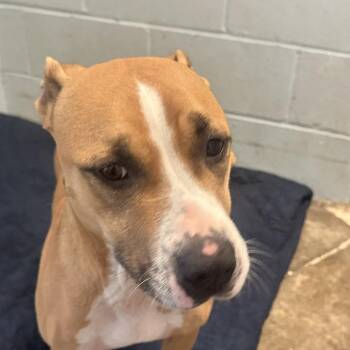 MYSTIC 8651 -  Terrier Dog for Adoption in Loxahatchee Groves, Florida - MYSTIC 8651 | PetCurious