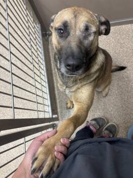 SMOKEY -  German Shepherd Dog and Mixed Breed Dog for Adoption in Albuquerque, New Mexico - SMOKEY | PetCurious