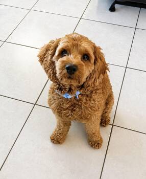 Alfred -  Cockapoo Dog for Adoption in Covington, Louisiana - Alfred | PetCurious