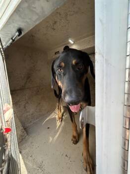 A479970 -  Doberman Pinscher and Mixed Breed Dog for Adoption in Oklahoma City, Oklahoma - A479970 | PetCurious