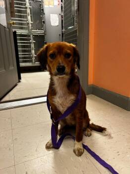 Missy -  Mixed Breed Dog for Adoption in Morgantown, Kentucky - Missy | PetCurious