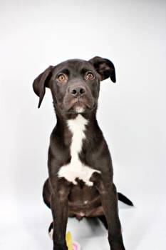 Labrador Retriever and Mixed Breed Dogs Available for Adoption in Morton Grove, Illinois - Cherry | PetCurious