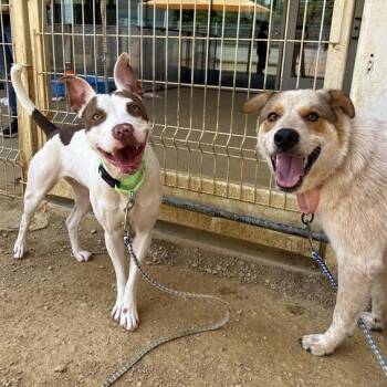 Redz -  Mixed Breed Dog Available for Adoption in Bentonville, Arkansas - Redz | PetCurious