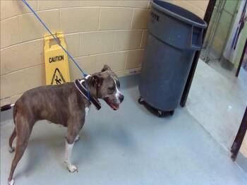MONROE -  Boxer and Mixed Breed Dog for Adoption in Tulsa, Oklahoma - MONROE | PetCurious