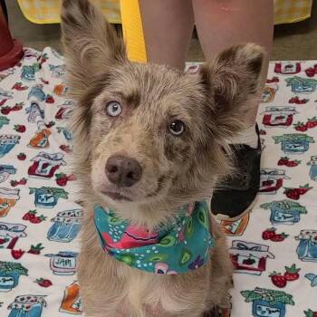 Daisy -  Australian Shepherd Dog for Adoption in Woolwich, Maine - Daisy | PetCurious