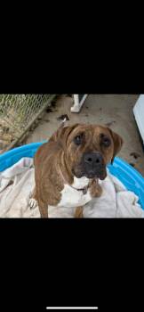 Rescue Mixed Breed Dogs for Adoption in Warren, Ohio - Luna | PetCurious