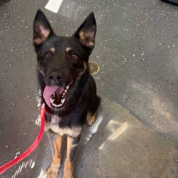 Rescue Mixed Breed Dogs for Adoption in Columbiana, Alabama - Goofy | PetCurious