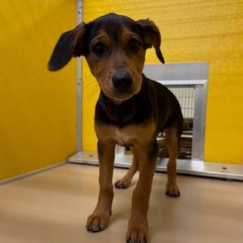 Tennessee -  Mixed Breed Dog for Adoption in Norman, Oklahoma - Tennessee | PetCurious