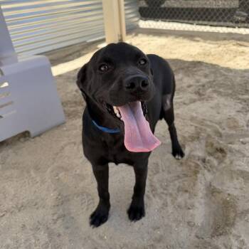 STIMPY -  Labrador Retriever and Mixed Breed Dog for Adoption in Riverside, California - STIMPY | PetCurious