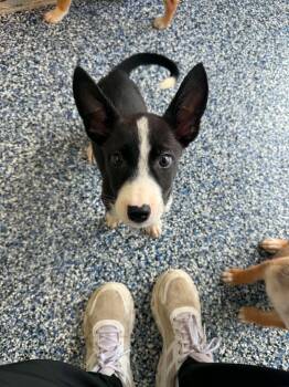 Chip -  Corgi and Carolina Dog Dog for Adoption in Elkhorn, Wisconsin - Chip | PetCurious