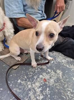 Louie -  Manchester Terrier Dog for Adoption in Linton, Indiana - Louie | PetCurious
