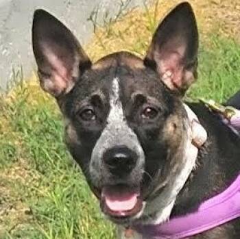 Nyathera -  Australian Cattle Dog Blue Heeler and Mixed Breed Dog for Adoption in Corpus Christi, Texas - Nyathera | PetCurious