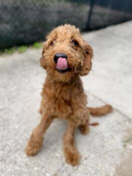 Standard Poodle Dogs Available for Adoption in New Orleans, Louisiana - Goldie | PetCurious