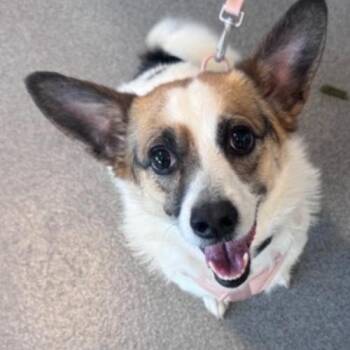 Marbles -  Corgi and Mixed Breed Dog for Adoption in Chester, Maryland - Marbles | PetCurious