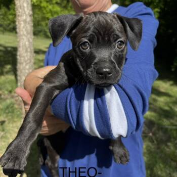 Pit Bull Terrier Dogs Available for Adoption in Brentwood, Tennessee - Theo | PetCurious