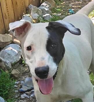 Gus Gingerbread -  American Bulldog Dog for Adoption in Andover, Massachusetts - Gus Gingerbread | PetCurious