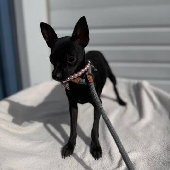 Sissy -  Chihuahua and Mixed Breed Dog for Adoption in Newberg, Oregon - Sissy | PetCurious