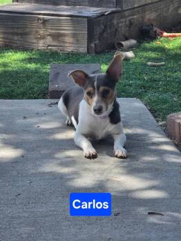 Carlos -  Chihuahua Dog for Adoption in Fort Lupton, Colorado - Carlos | PetCurious