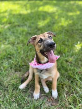 Mona April Showers -  Pit Bull Terrier and Labrador Retriever Dog for Adoption in Friendswood, Texas - Mona April Showers | PetCurious