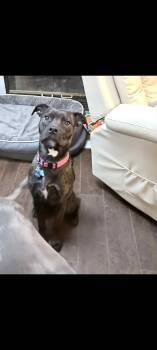 Rottweiler Dogs Available for Adoption in Lewis Center, Ohio - Bailey (fka As Lucy From Lucy And Ethel) | PetCurious