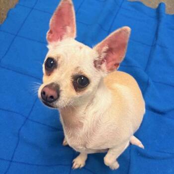 Chihuahua Dogs Available for Adoption in Burlingame, California - Luna | PetCurious