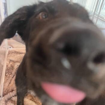 Hoja -  Mixed Breed Dog for Adoption in Bentonville, Arkansas - Hoja | PetCurious