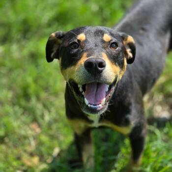 Odessa -  Mixed Breed Dog for Adoption in Madison, Wisconsin - Odessa | PetCurious
