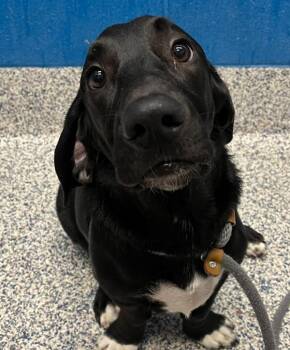 Blue -  Basset Hound Dog for Adoption in Golden, Colorado - Blue | PetCurious
